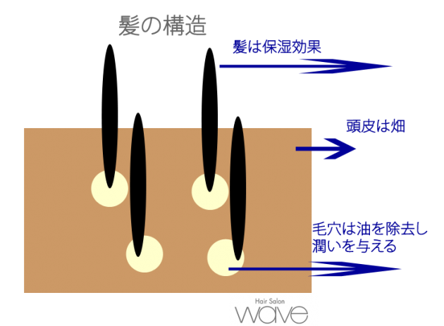 毛根の構造