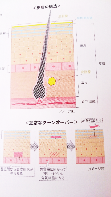 皮膚の構造画像