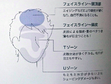 頭の部位図表 画像