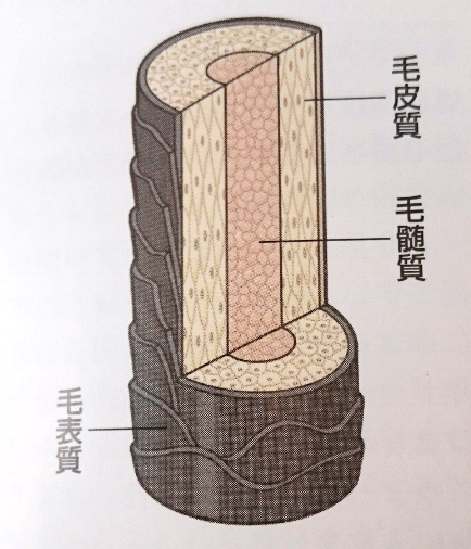 1本の髪の構造画像