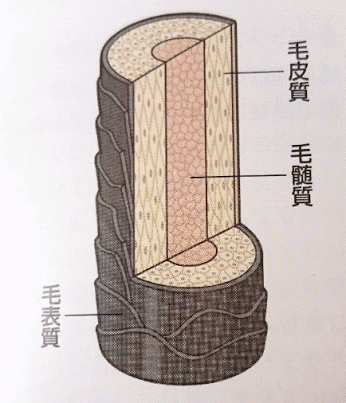 髪の内部構造　画像