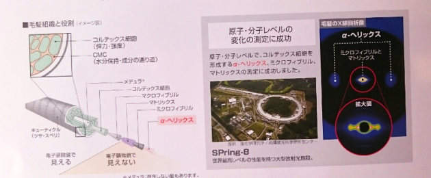 毛髪組織と役割画像