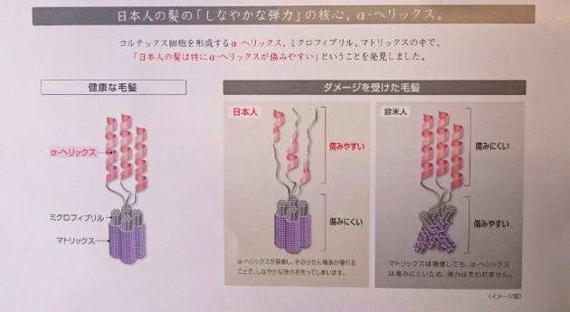 α-へリックス説明画像