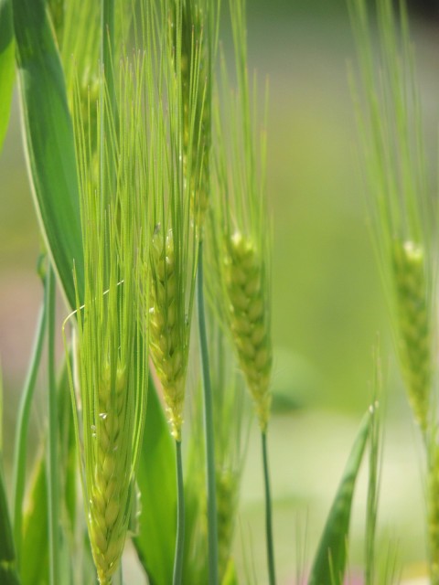 ダッチー小麦画像