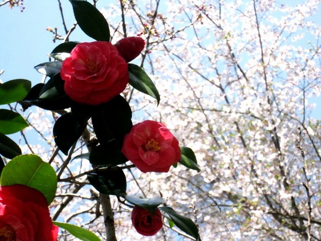 ツバキ花画像