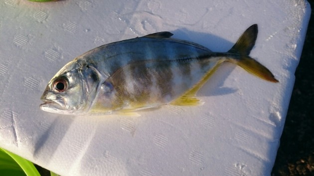 「さびき」アジ・イワシなど幼魚が釣れる