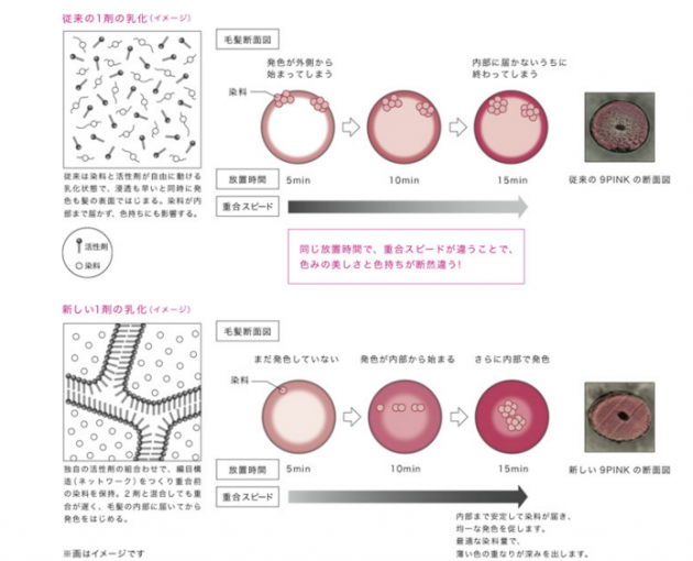 毛髪断面図画像