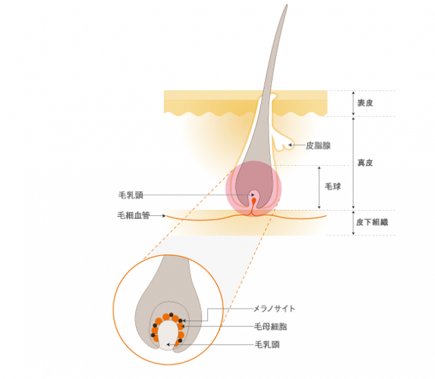 頭皮の構造画像