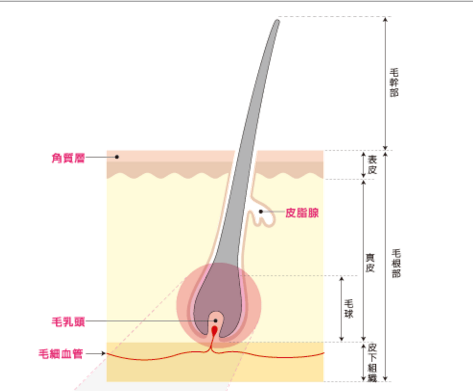 髪と頭皮の構造画像