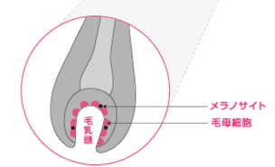 毛母細胞とメラニン色素画像