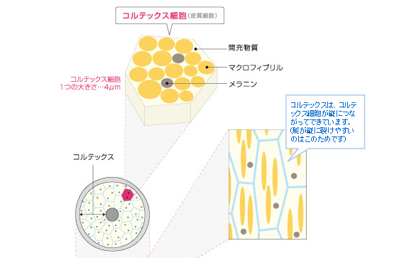 コルテックス画像