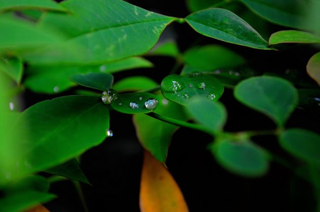 梅雨時期画像