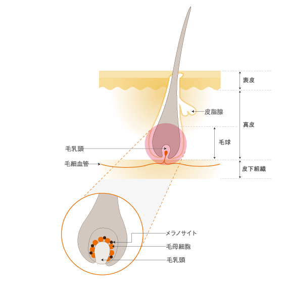 ヘアカラー画像