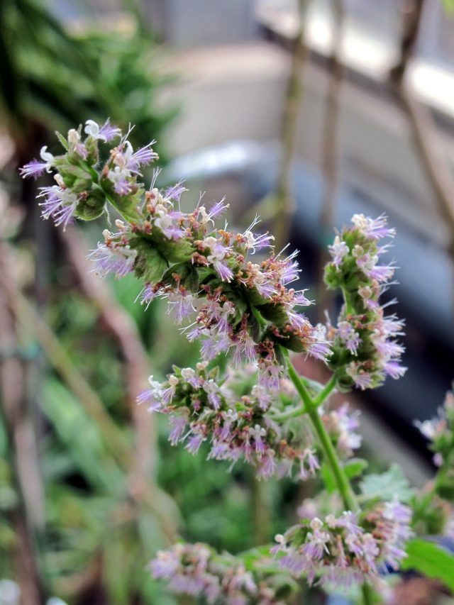 インドで自生する植物「ミソハギ科」